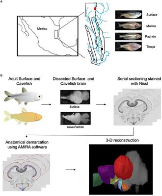 An Adult Brain Atlas Reveals Broad Neuroanatomical Changes in Independently Evolved Populations of Mexican Cavefish